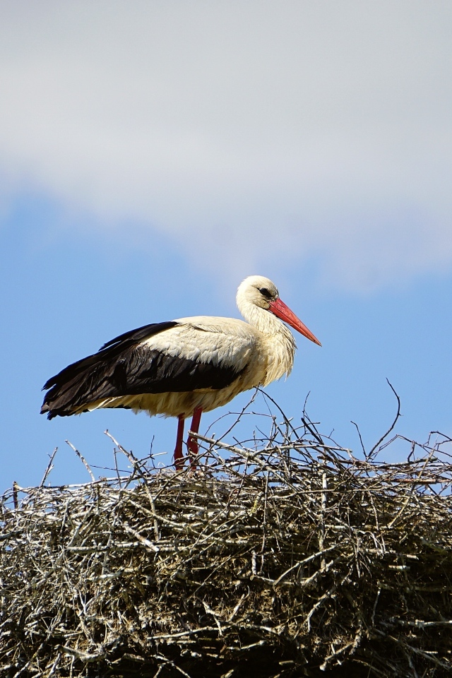 Аист сидит в гнезде на фоне неба