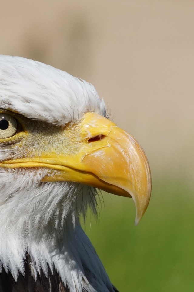 Грозный орел с острым клювом