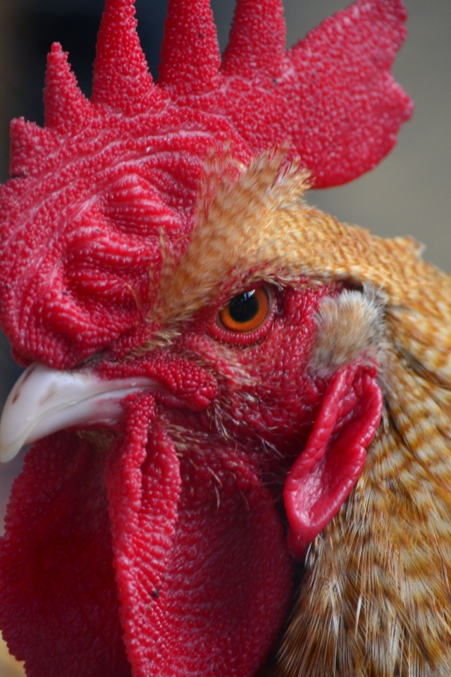 Грозный петух с красным гребнем