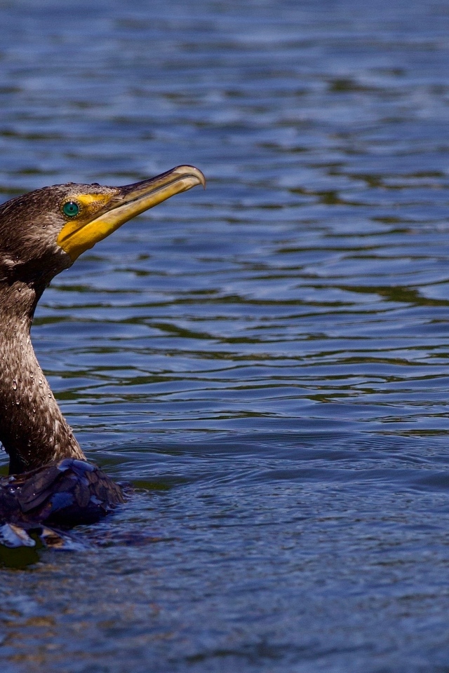 Голова черного баклана торчит из воды