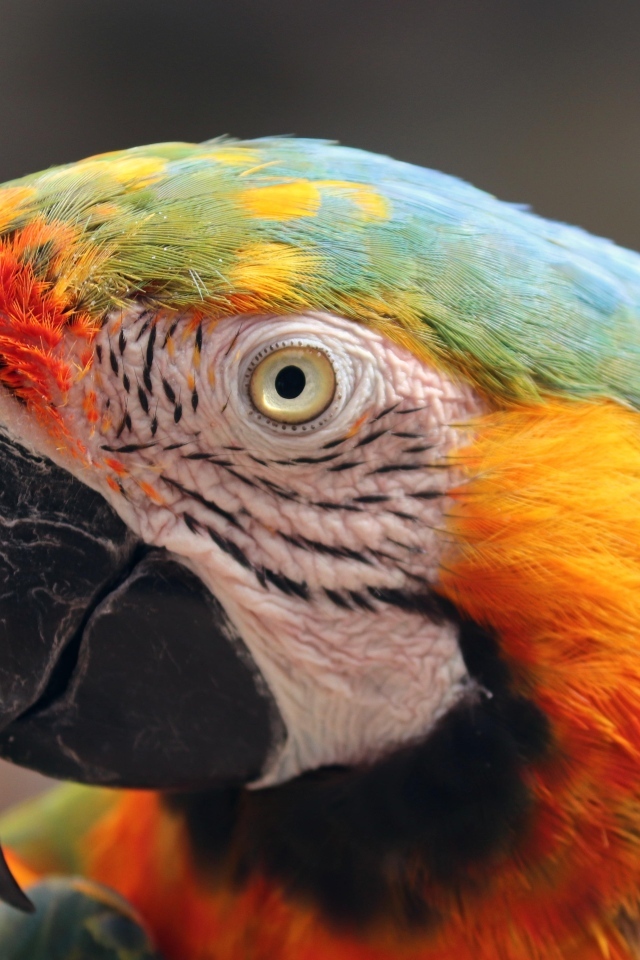 Голова большого разноцветного попугая ара