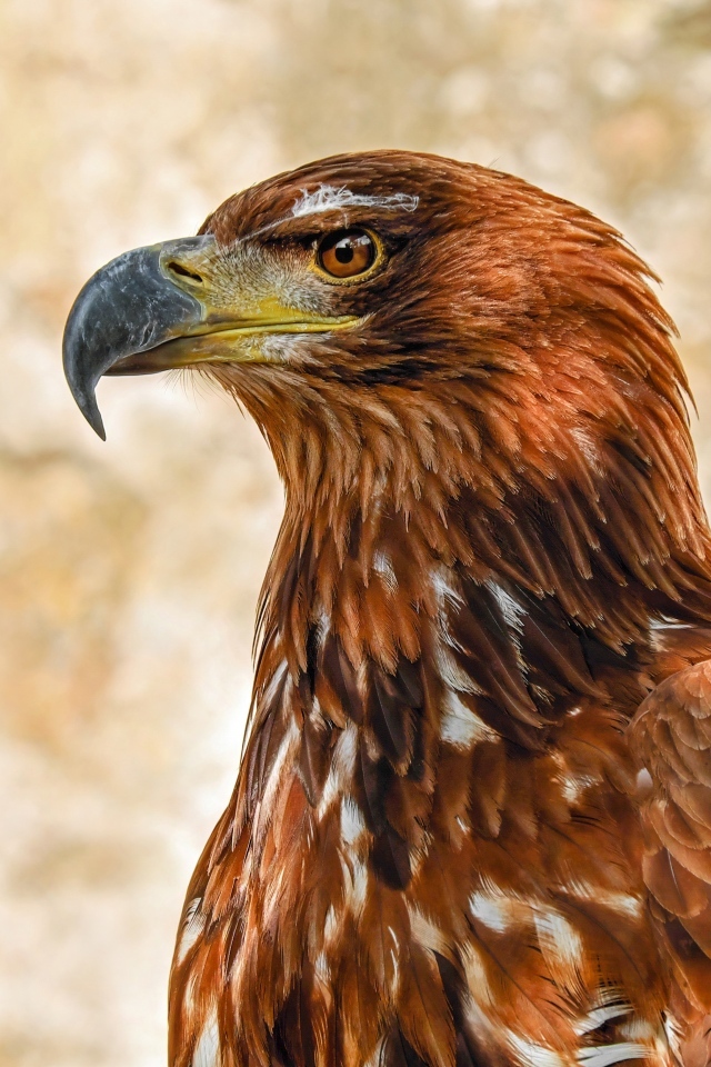 Большой острый клюв у хищного орла