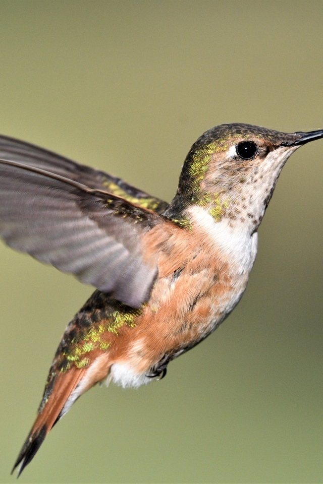 Маленькая птичка колибри расправила крылья