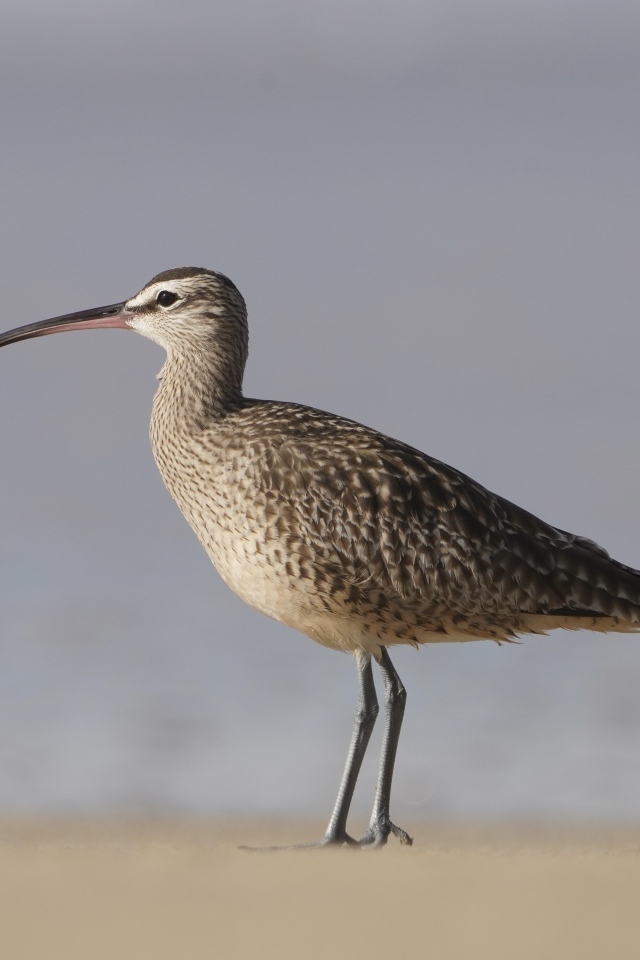 Птица средний кроншнеп идет по песку