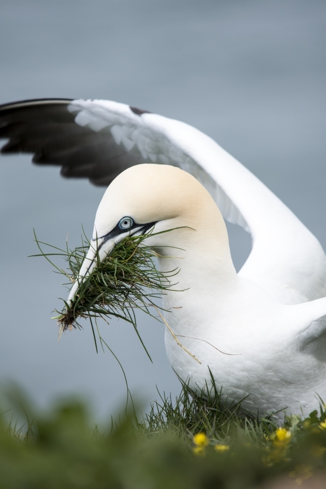 Северная олуша делает гнездо из травы