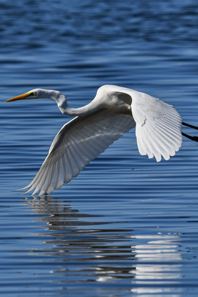 Белая цапля летит на водой