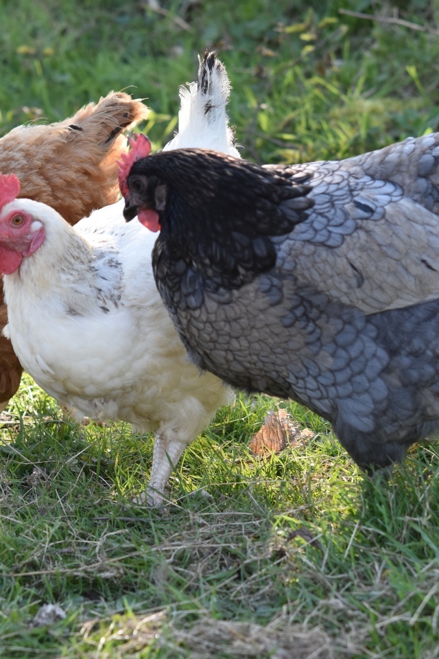 Три домашние курицы на траве