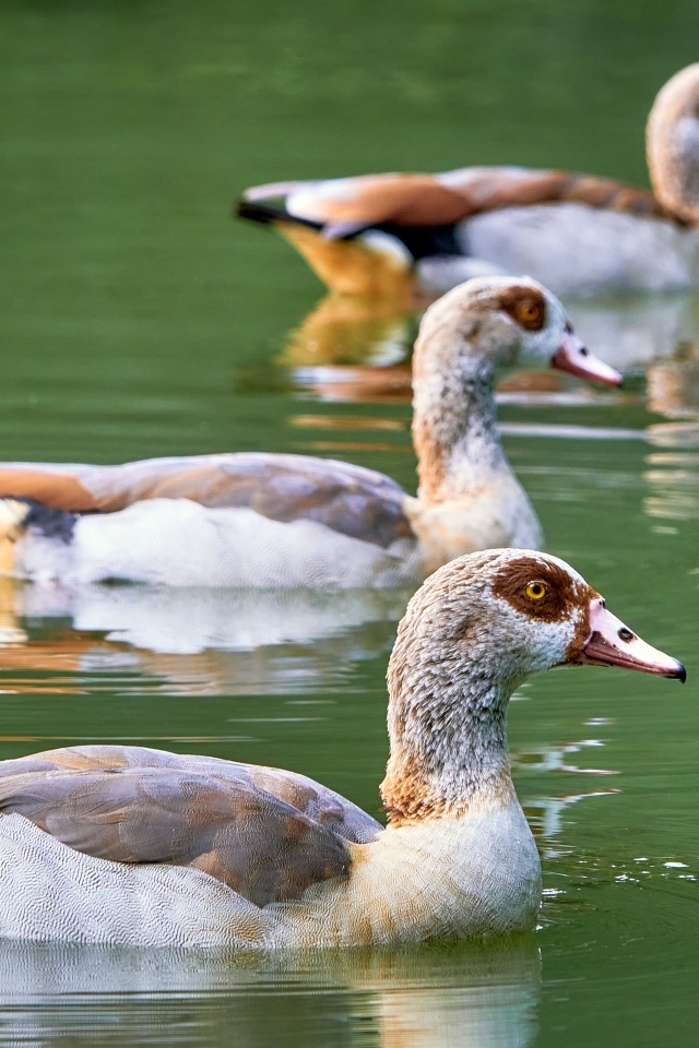 Три утки плавают в пруду