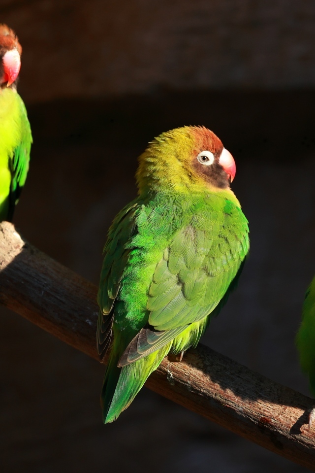 Три зеленых попугая на ветках