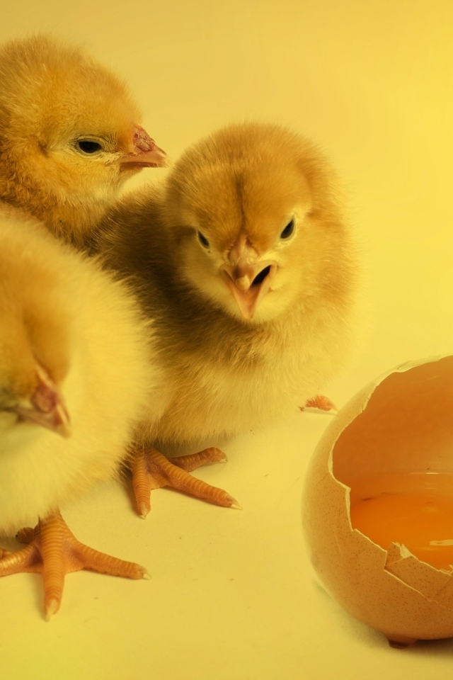 К чему снится цыпленок желтый. Цыплята. Маленькие цыплята. Курица с цыплятами. Цыплята фото красивые.