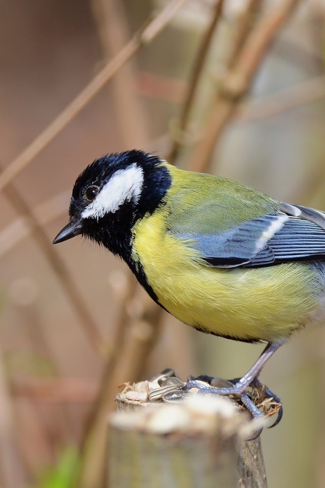 Синица на  ветке крупным планом