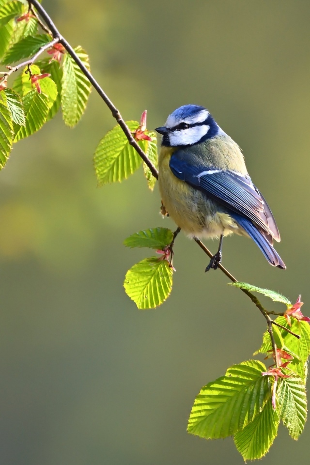 Синичка сидит на ветке 