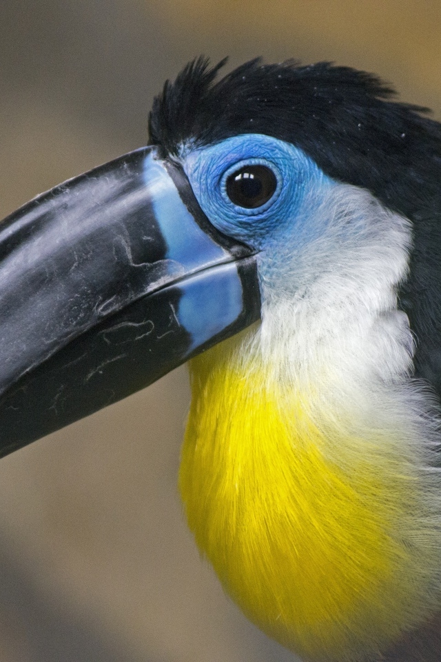 Птица тукан с большим черным клювом