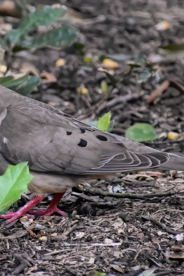 Горлица стоит на земле