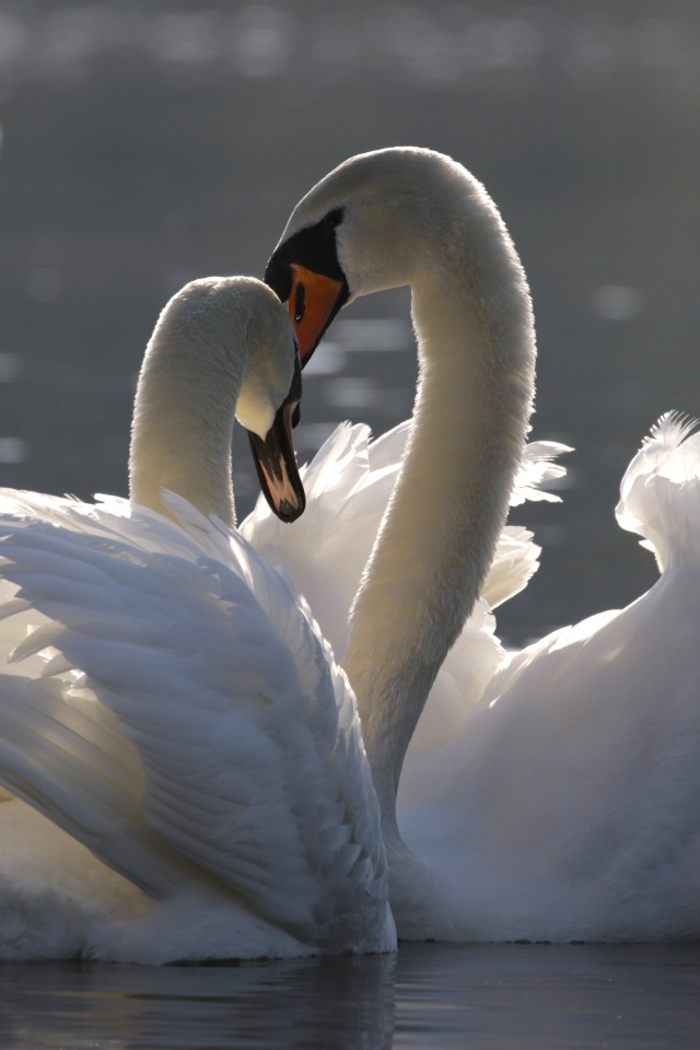 Два красивых влюбленных белых лебедя
