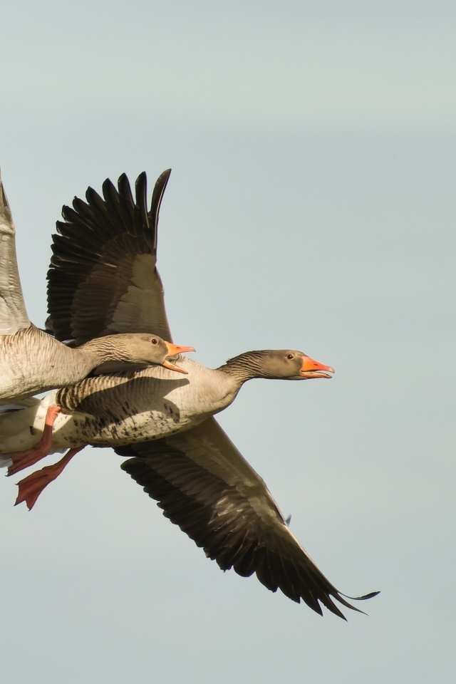 Два больших серых гуся летят в небе