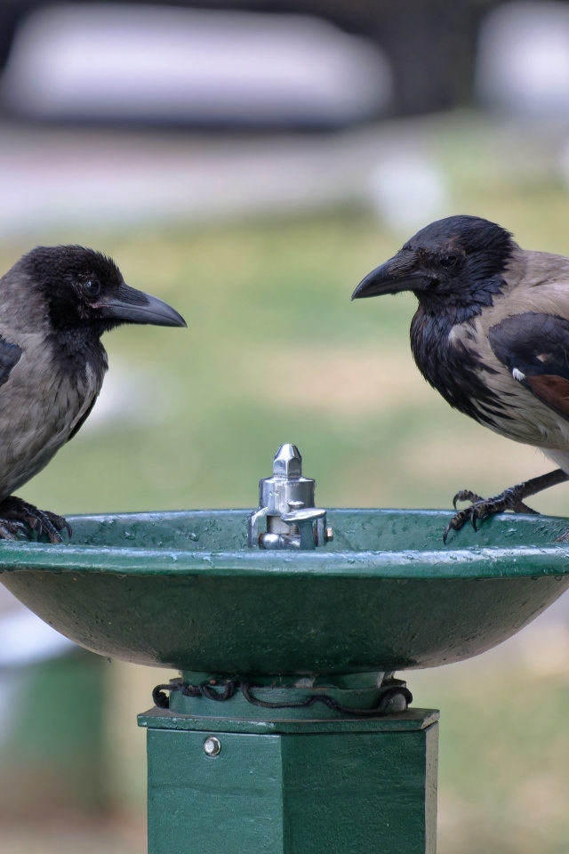Две вороны у водопоя