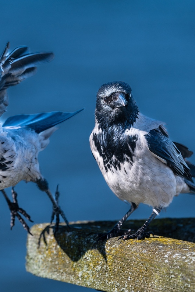 Две вороны готовятся взлететь