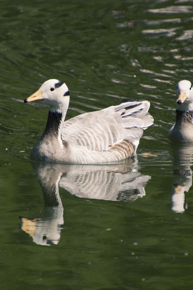 Два гуся плавают в воде