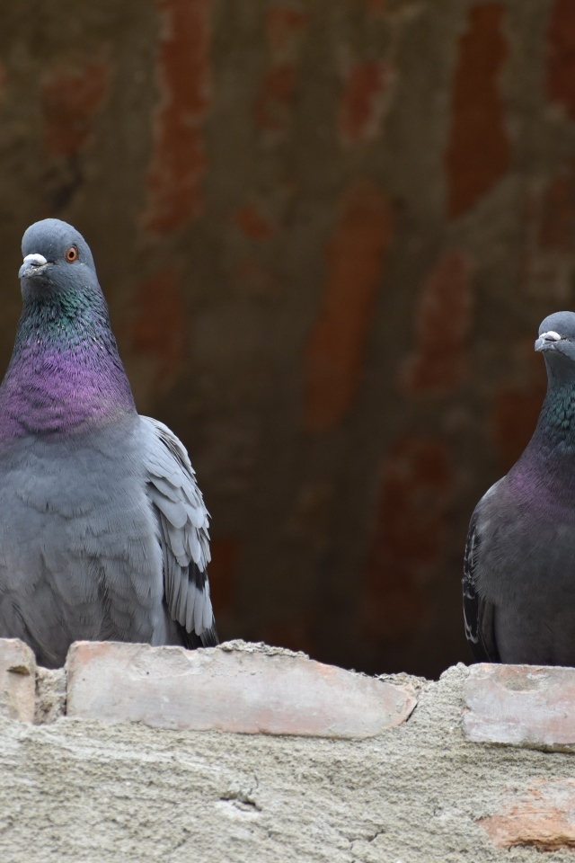Два серых голубя под крышей