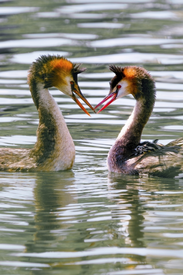 Две птицы поганки в воде