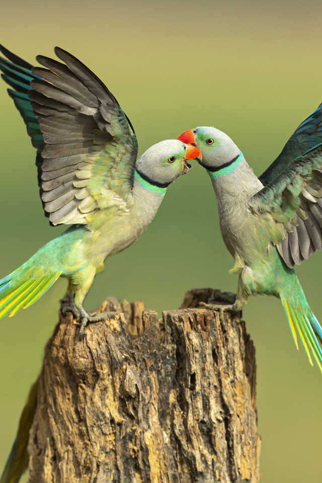 Два зеленых попугая на пне