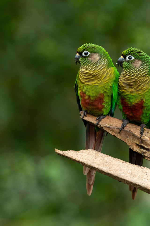 Два зеленых попугая сидят на ветке