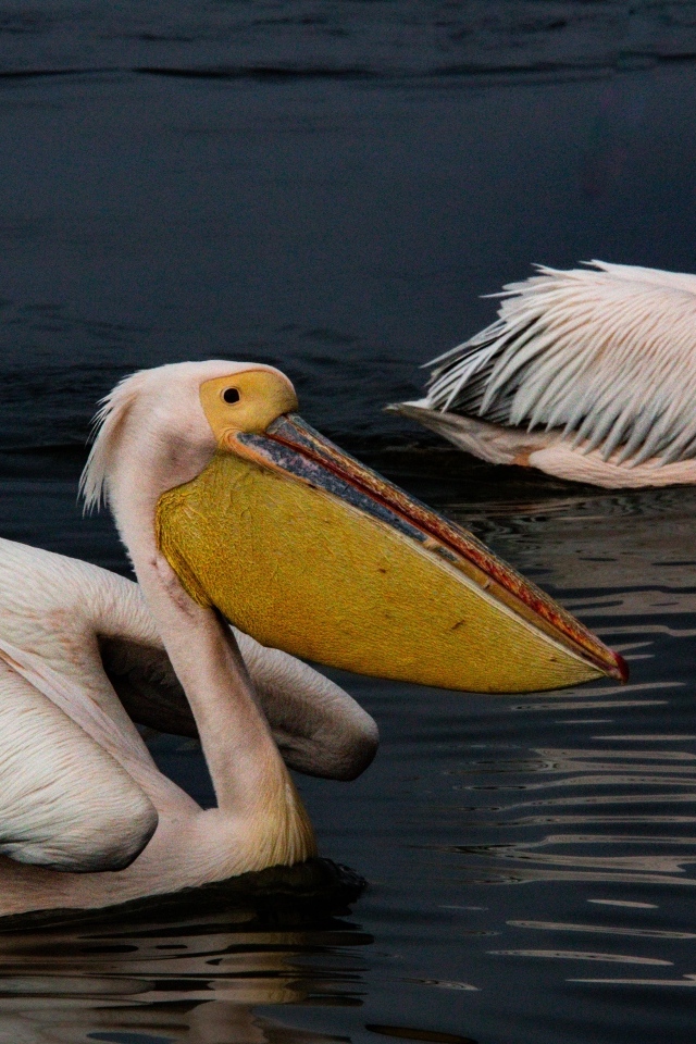 Два больших пеликана плавают в воде