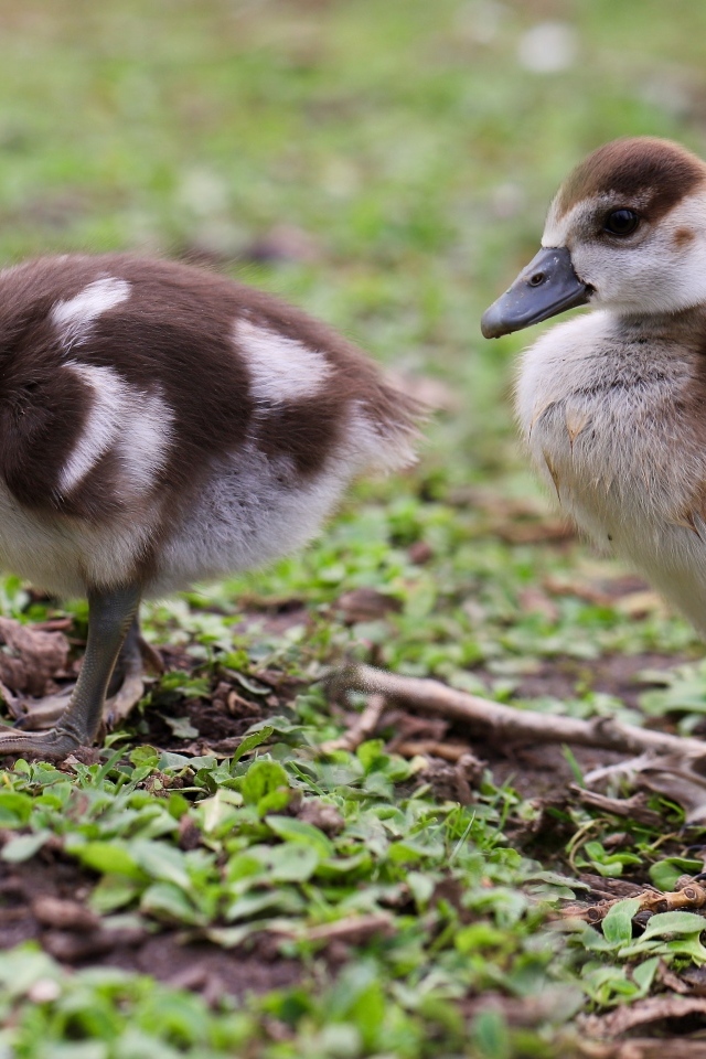 Два маленьких утенка на зеленой траве 
