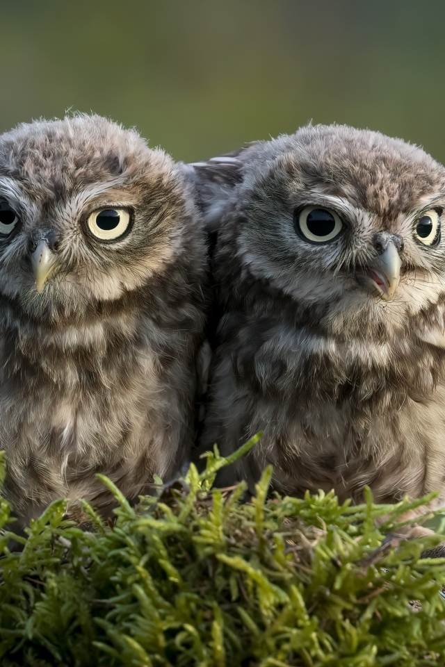 Два маленьких совенка в лесу
