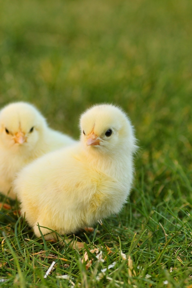 Два маленьких желтых цыпленка на зеленой траве