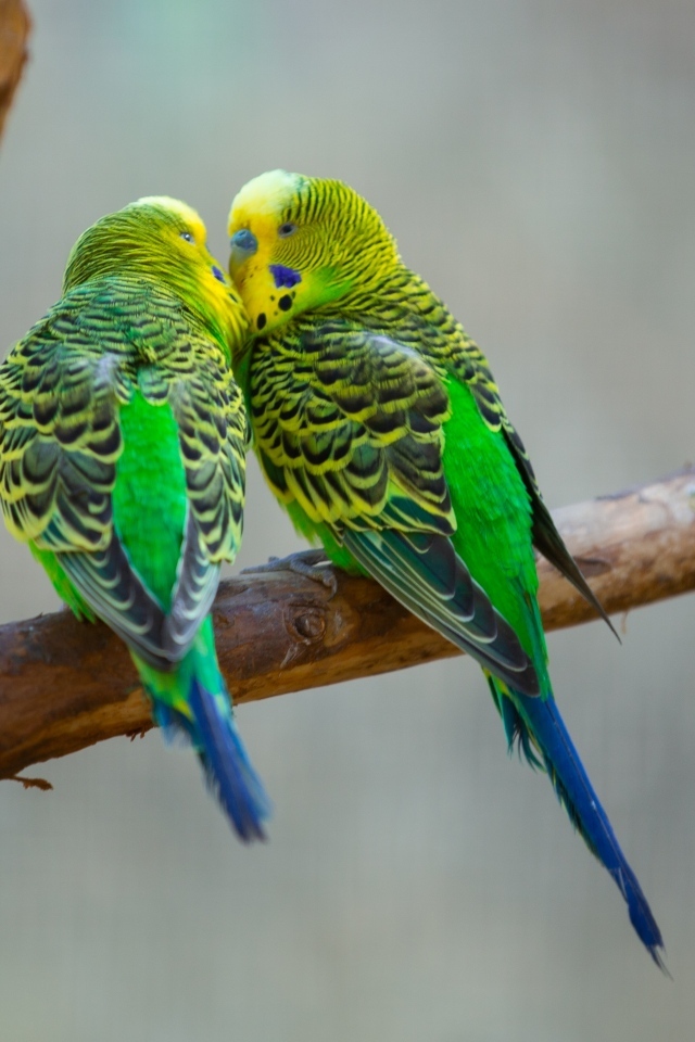 Два попугая неразлучника на ветке 