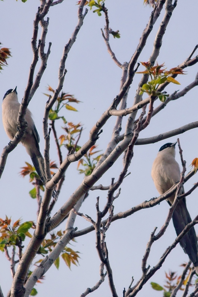 Две сороки сидят на ветках дерева 
