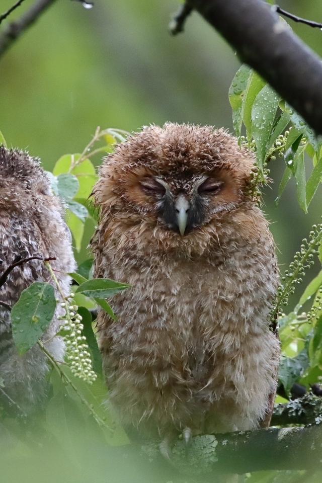 Две совы спят на ветке дерева