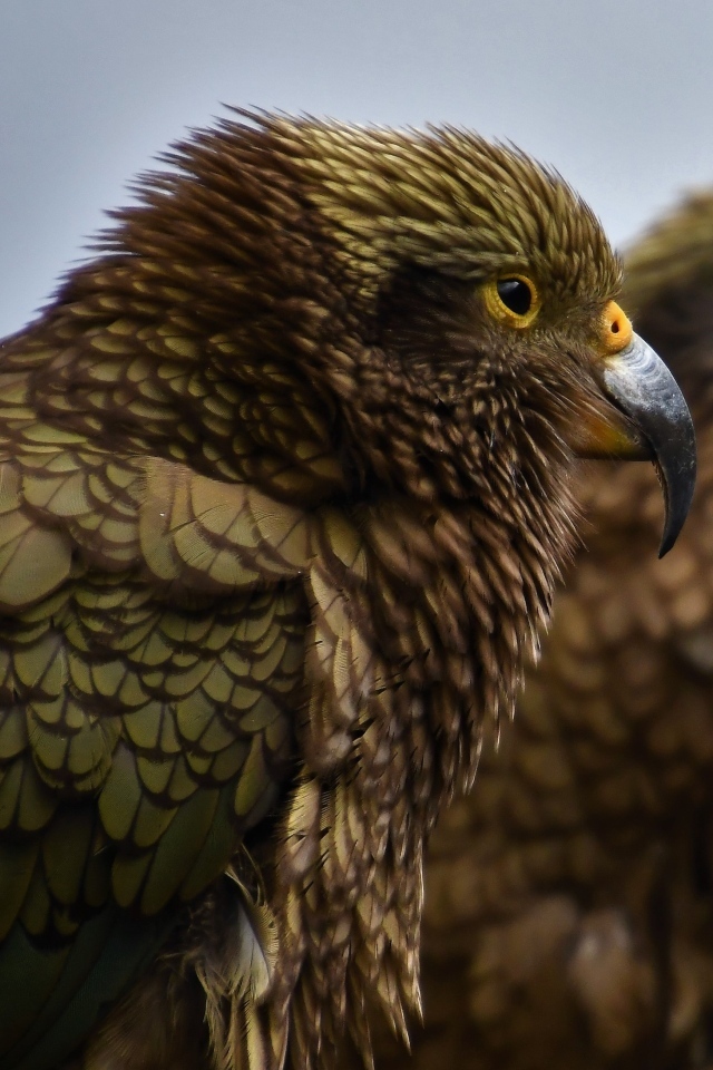 Два попугая с острым клювом крупным планом