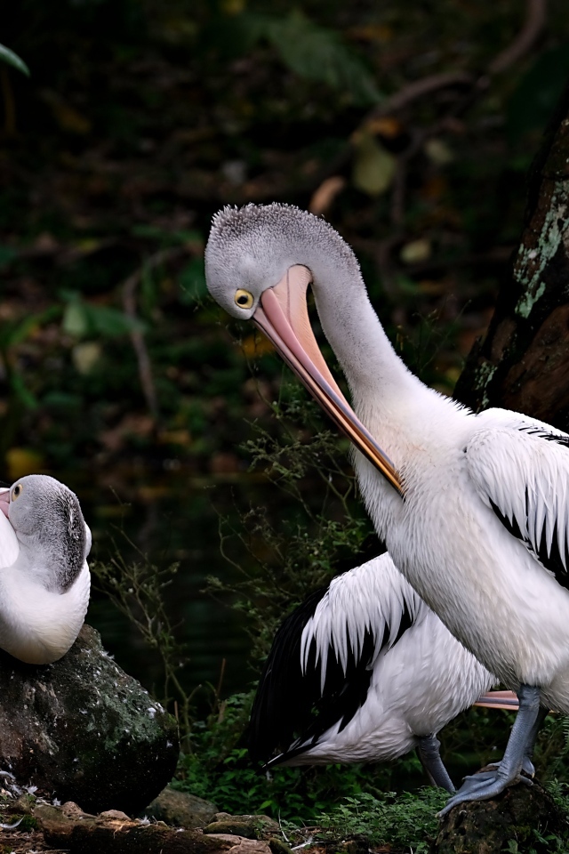 Два пеликана чистят перья