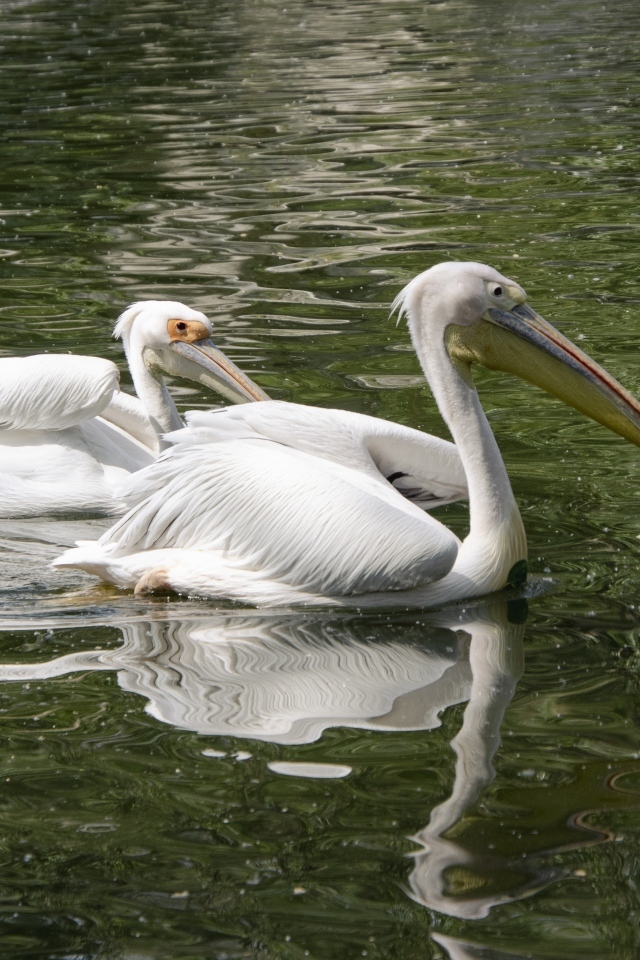 Два пеликана плавают в воде