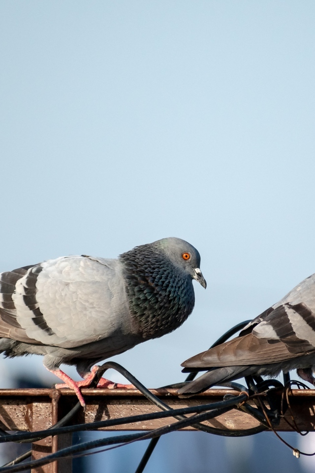 Два голубя сидят на балконе 
