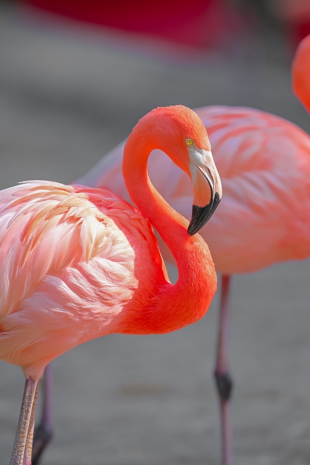 Два розовых фламинго крупным планом