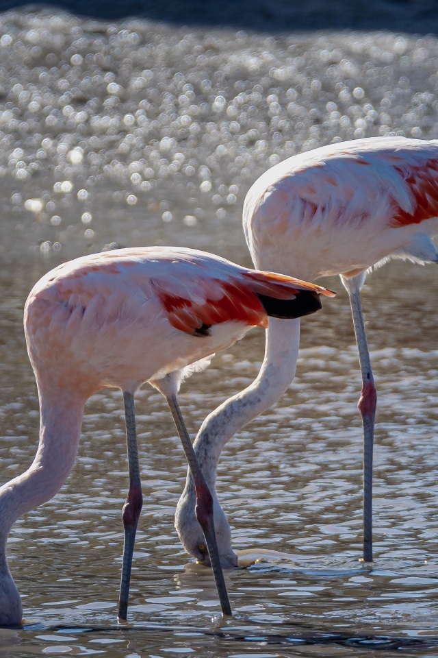 Два розовых фламинго в воде