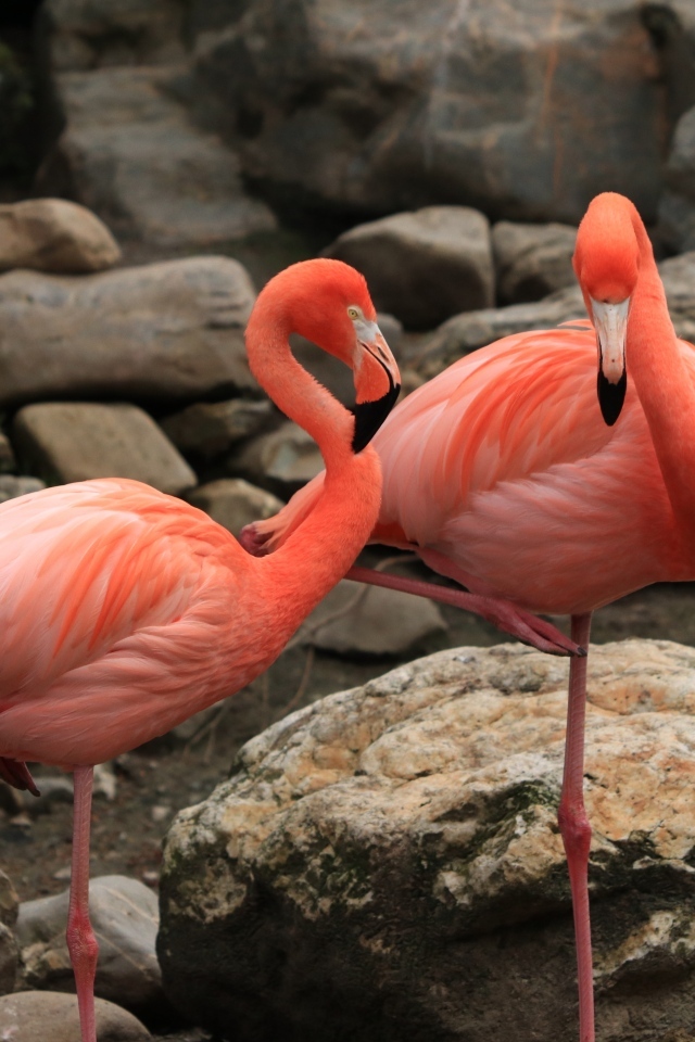 Два розовых фламинго стоят у камней