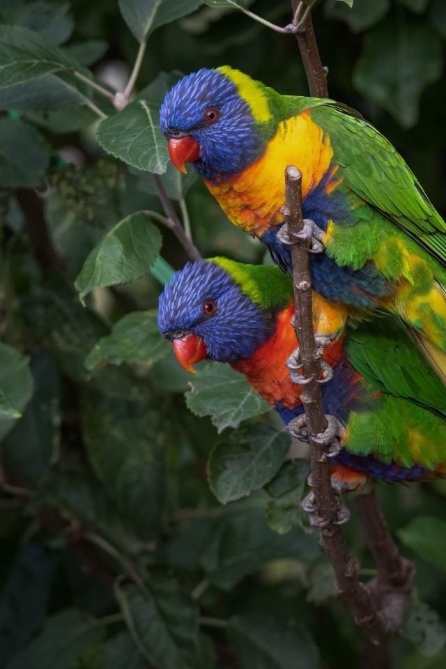 Два радужных лорикета на ветке дерева