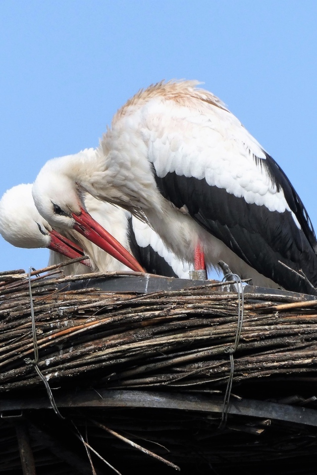 Два аиста в гнезде 