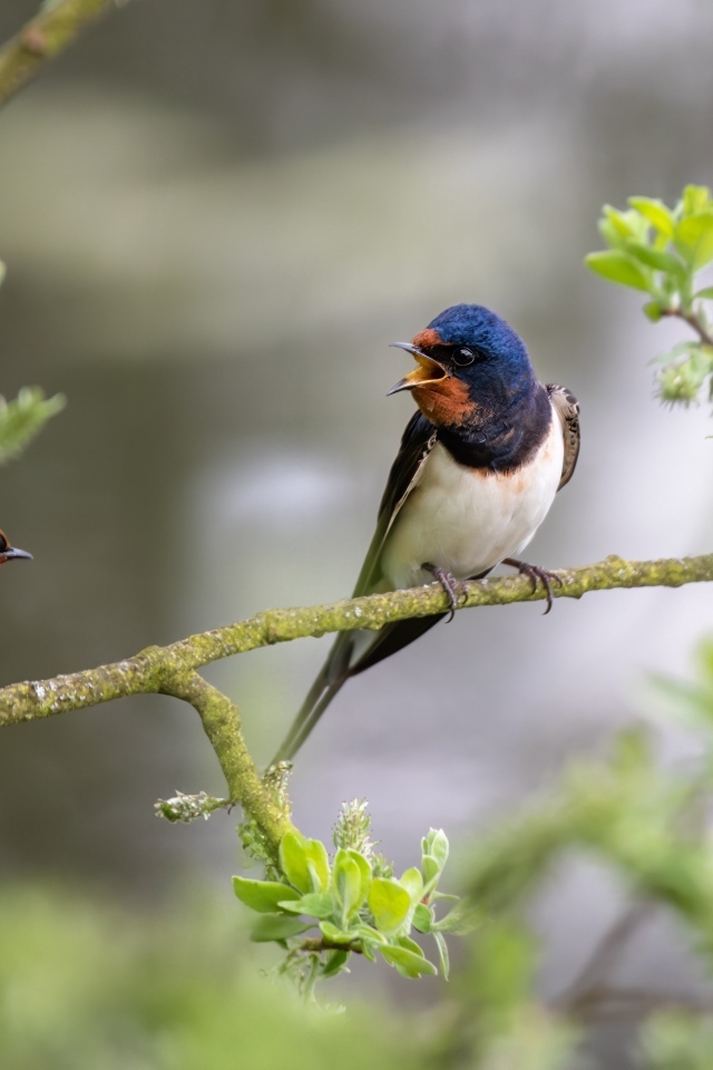 Две ласточки сидят на ветке дерева