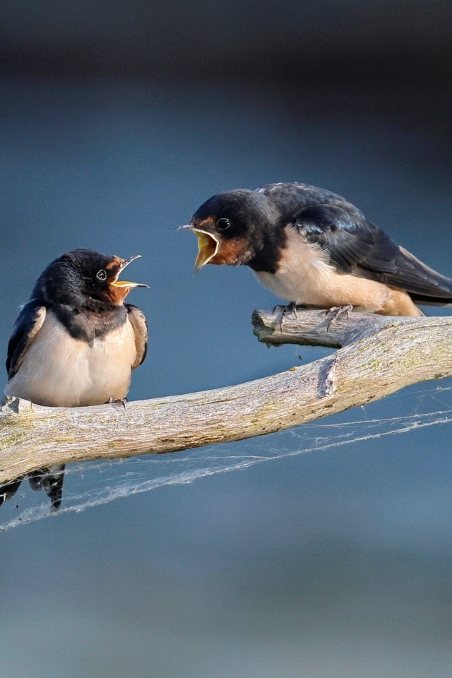 Два стрижа ссорятся на ветке
