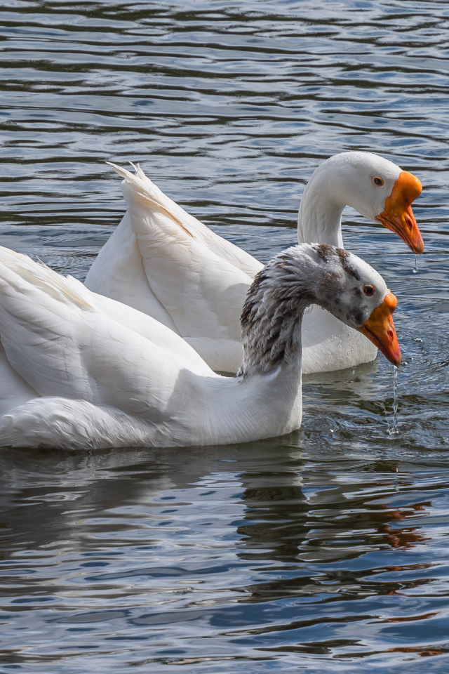 Два белых гуся в воде