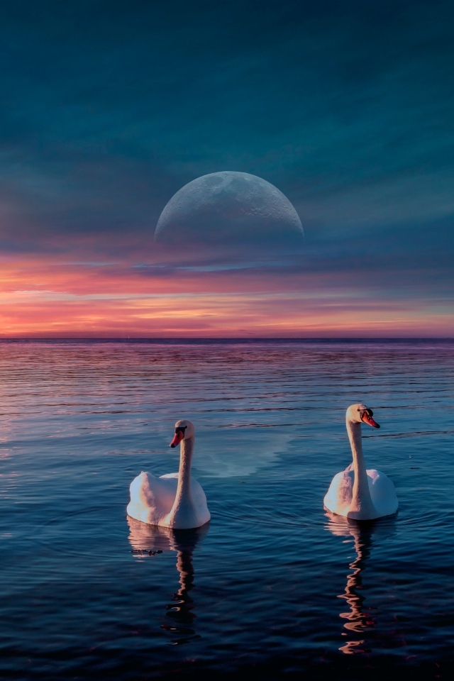 Два белых лебедя  на фоне красивого неба с луной 