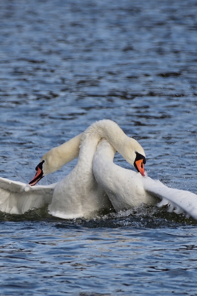 Два белых лебедя обнимаются в воде