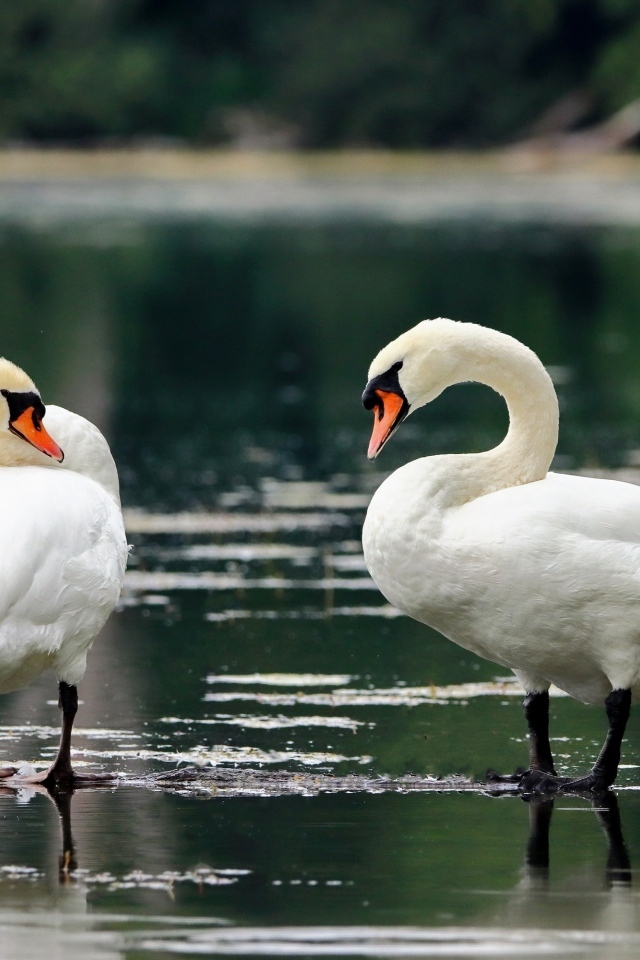 Два белых лебедя стоят в воде на берегу озера
