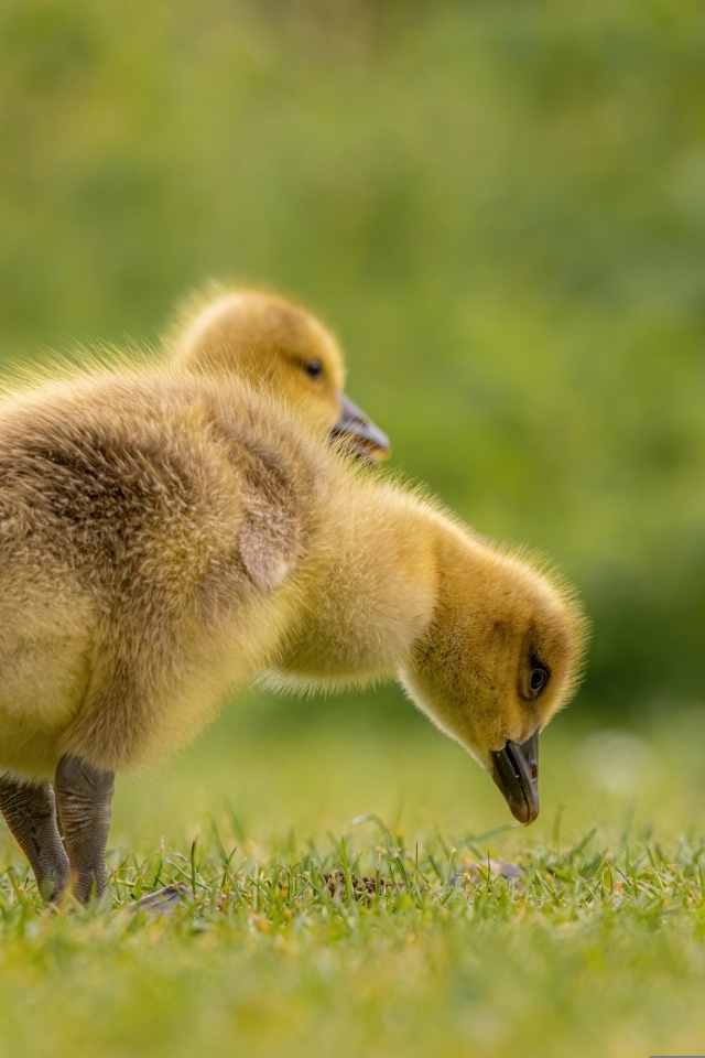 Два желтых гусенка на зеленой траве
